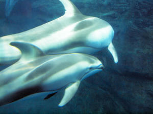 20110117_250shuusei.jpg