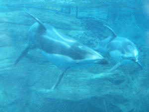 20110117_244shuusei.jpg
