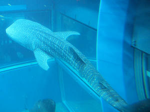 20110117_311shuusei.jpg