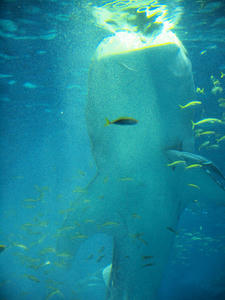 20110117_355shuusei.jpg