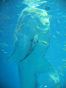 20110117_375.JPG