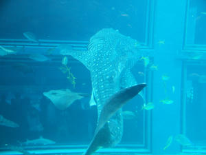 20110117_457shuusei.jpg