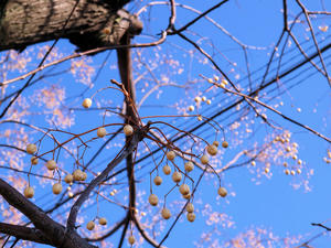 20110105_1051shuusei.jpg