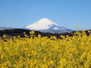 20110221_33shuusei.jpg