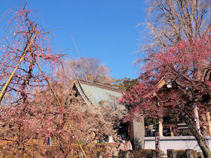 20110221_135shuusei.jpg