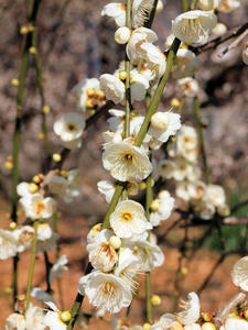 20110221_150shuusei.jpg