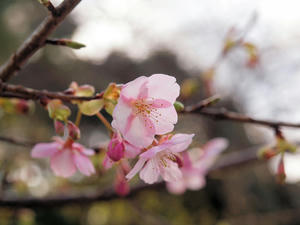 20110221_737shuusei.jpg