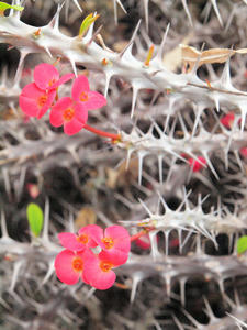 20110225_132shuusei.jpg