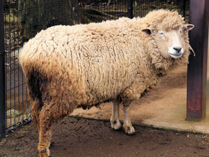 20110225_78shuusei.jpg
