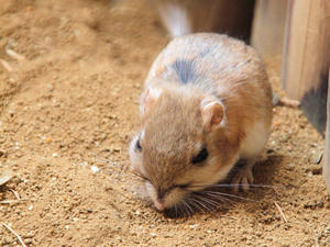 20110225_116shuusei.jpg