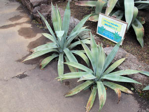 20110225_443shuusei.jpg