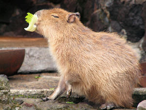 20110225_219shuusei.jpg
