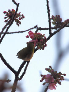 20110225_811shuusei.jpg