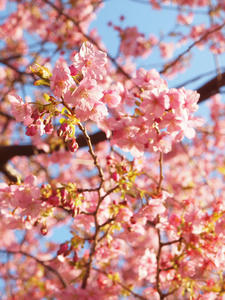 20110225_868shuusei.jpg