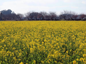 20110225_897shuusei.jpg