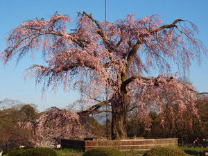 20110414_81shuusei.jpg