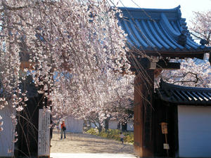 20110414_126shuusei.jpg