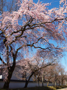 20110414_148shuusei.jpg