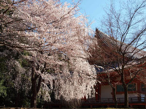 20110414_150shuusei.jpg