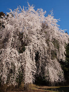 20110414_153shuusei.jpg