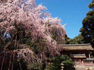 20110414_155shuusei.jpg