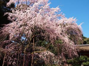 20110414_158shuusei.jpg