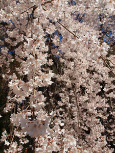 20110414_202shuusei.jpg