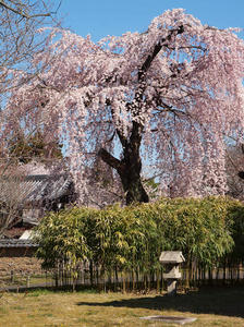 20110414_205shuusei.jpg