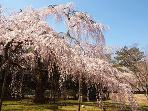 20110414_210shuusei.jpg