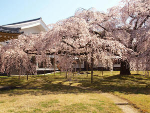 20110414_213shuusei.jpg