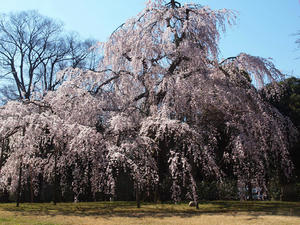 20110414_228shuusei.jpg