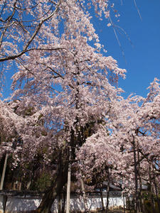 20110414_230shuusei.jpg