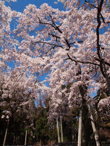 20110414_231shuusei.jpg