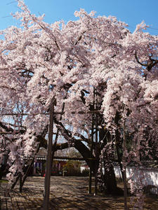 20110414_235shuusei.jpg