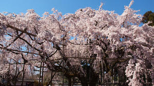 20110414_237shuusei.jpg