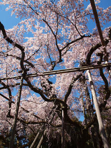 20110414_239shuusei.jpg