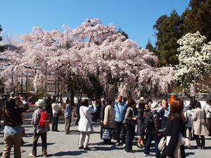 20110414_242shuusei.jpg