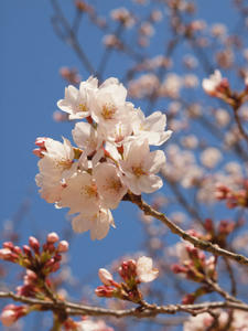 20110414_293shuusei.jpg