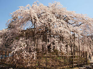 20110414_297shuusei.jpg