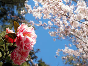 20110414_309shuusei.jpg