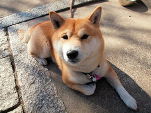 20110414_406shuusei.jpg