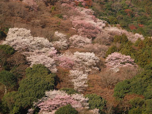 20110414_521shuusei.jpg