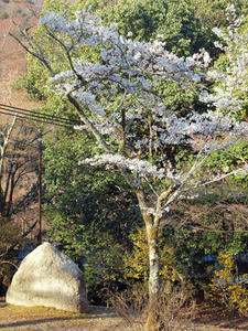 20110414_526shuusei.jpg