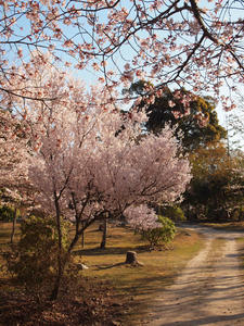 20110414_540shuusei.jpg