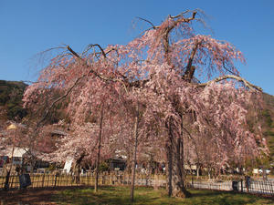 20110414_582shuusei.jpg