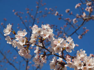 20110414_589shuusei.jpg