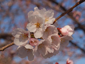 20110414_590shuusei.jpg