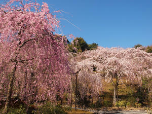 20110414_608shuusei.jpg