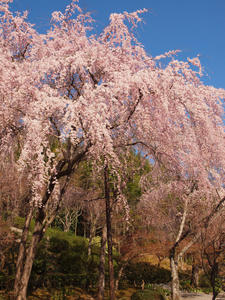 20110414_617shuusei.jpg