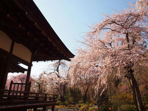 20110414_618shuusei.jpg